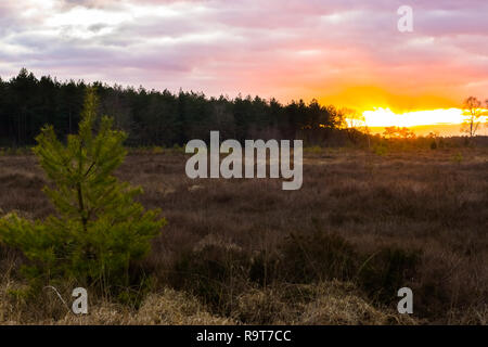 Sonnenuntergang mit einer farbenfrohen Himmel und Wolken in einem Heather Landschaft mit Blick auf den Wald Stockfoto