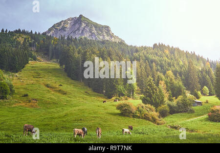 Kühe in den Alpen Stockfoto