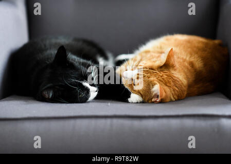 Zwei Katzen zusammen kuscheln Sie sich auf einen Stuhl zu Hause. Stockfoto