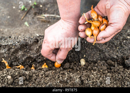 Hand der Bauern säen Zwiebeln im Gemüsegarten. Hände pflanzen Samen in den Boden. Stockfoto