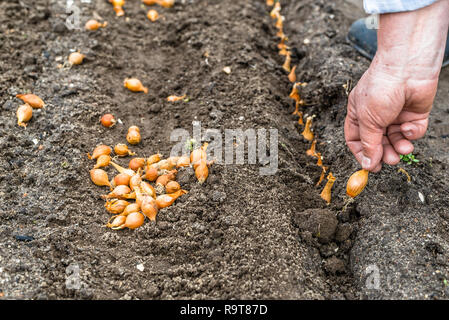 Hand Samen von Zwiebel auf der Farm oder in organischen Gemüsegarten. Bio Landbau Konzept Stockfoto