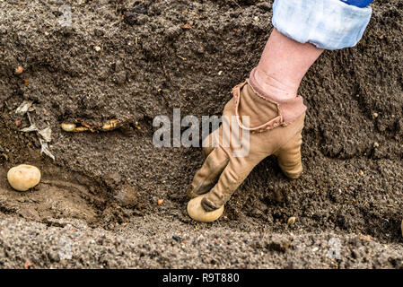 Farmer's Hand pflanzen Kartoffel knolle in den Boden in bio Garten, biokartoffeln Samen Stockfoto