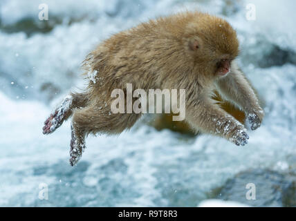 Japanische macaque springen. Die japanischen Makaken (Wissenschaftlicher Name: Macaca fuscata), auch als Snow monkey bekannt. Natürlicher Lebensraum, Wintersaison. Stockfoto