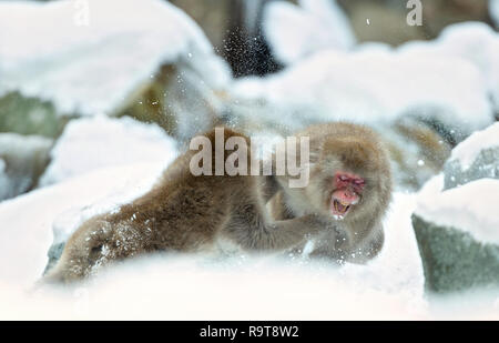 Zwei japanischen Makaken kämpft in den Schnee. Die japanischen Makaken (Wissenschaftlicher Name: Macaca fuscata), auch als Snow monkey bekannt. Natürlicher Lebensraum, win Stockfoto