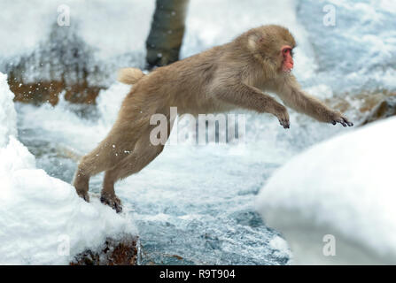 Japanische macaque springen. Die japanischen Makaken (Wissenschaftlicher Name: Macaca fuscata), auch als Snow monkey bekannt. Natürlicher Lebensraum, Wintersaison. Stockfoto