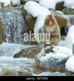 Japanischen Makaken in der Nähe der natürlichen heißen Quellen. Die japanischen Makaken (Wissenschaftlicher Name: Macaca fuscata), auch als Snow monkey bekannt. Natürlicher Lebensraum Stockfoto