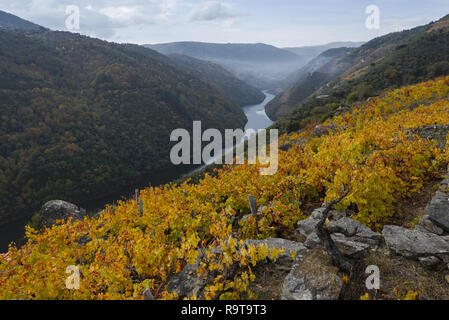 Herbstliche Farben in den Weinbergen auf dem Fluss Sil, in der Ribeira Sacra, nüchtern, Galicien Stockfoto