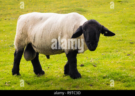 Schafe in Shetland Stockfoto