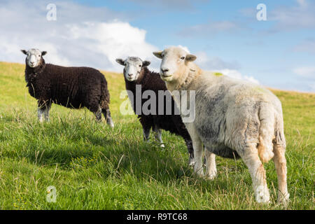 Schafe in Shetland Stockfoto