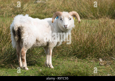 Einzelne Schafe in Shetland Stockfoto