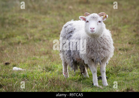 Junge männliche Schafe auf den Shetland Inseln Stockfoto