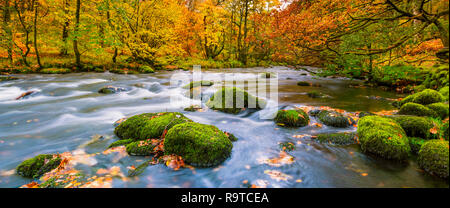 Bunte herbstliche Blick auf den Fluss Rothay mit Blick in Richtung Grasmere & Penny Woods. Moos bedeckt Felsen & Herbst Blätter füllen im Vordergrund das Pano. Stockfoto