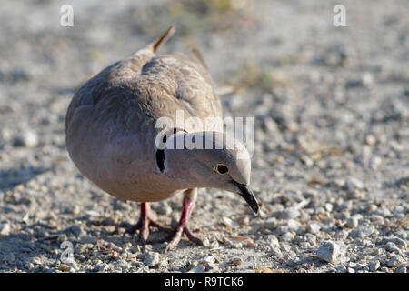 Sehr detaillierte Foto von turteltaube. Im Norden von Portugal. Flache Freiheitsgrad. Stockfoto