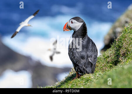 Papageitaucher (Fratercula arctica) am Meer auf einer Klippe in seabird Kolonie und Basstölpel vorbei, Hermaness, Unst, Shetlandinseln, Schottland Stockfoto