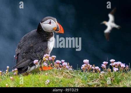 Papageitaucher (Fratercula arctica) in Zucht Gefieder am Meer auf einer Klippe in seabird Kolonie Stockfoto