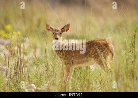 Chital (Achse), weibliche Portrait. Corbett National Park. Uttarakhand. Indien. Stockfoto