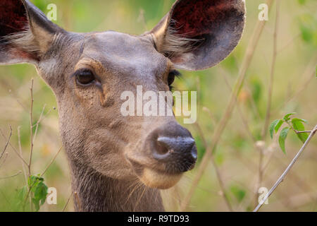 Weibliche sambar Hirsch (Rusa unicolor), Kopf hoch. Corbett National Park. Uttarakhand. Indien. Stockfoto