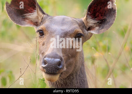 Weibliche sambar Hirsch (Rusa unicolor), Kopf hoch. Corbett National Park. Uttarakhand. Indien. Stockfoto