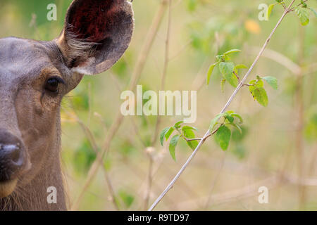 Weibliche sambar Hirsch (Rusa unicolor), Kopf hoch. Corbett National Park. Uttarakhand. Indien. Stockfoto