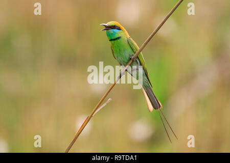 Asiatische grüne Bienenfresser (Merops orientalis) auf Zweig thront. Corbett National Park. Uttarakhand. Indien. Stockfoto