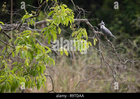 Crested Kingfisher (Megaceryle Lugubris) auf Zweig thront. Corbett National Park. Uttarakhand. Indien. Stockfoto