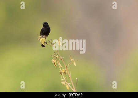 Pied Bushchat (Saxicola caprata) auf Zweig thront. Corbett National Park. Uttarakhand. Indien. Stockfoto