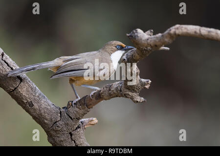 White-throated Laughingthrush (Garrulax albogularis) auf Zweig thront. Pangot. Nainital Bezirk. Uttarakhand. Indien. Stockfoto