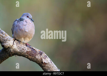 Western Spotted Dove (Spilopelia suratensis) auf Zweig thront. Pangot. Nainital Bezirk. Uttarakhand. Indien. Stockfoto