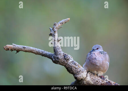 Western Spotted Dove (Spilopelia suratensis) auf Zweig thront. Pangot. Nainital Bezirk. Uttarakhand. Indien. Stockfoto