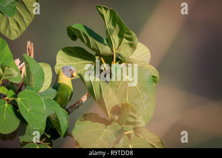 Pflaume-headed Parakeet (Psittacula cyanocephala), Weibliche auf Baum gehockt. Pangot. Nainital Bezirk. Uttarakhand. Indien. Stockfoto