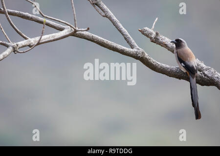 Grau (Dendrocitta Treepie formosae) auf Zweig thront. Pangot. Nainital Bezirk. Uttarakhand. Indien. Stockfoto