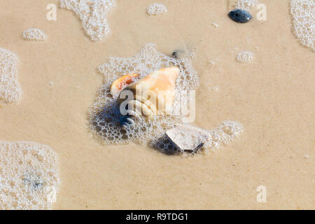 In der Nähe von Tanks am Golf von Mexiko Strand auf St. George Island in Florida in den Vereinigten Staaten Stockfoto