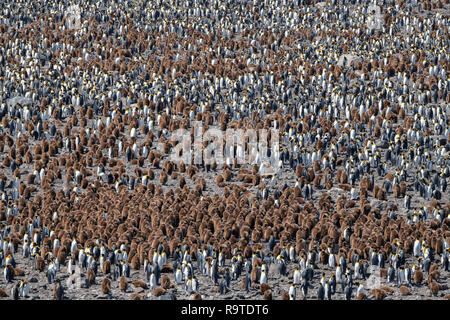 South Georgia, St. Andrews Bay. Detail der größte König Pinguin Kolonie in South Georgia mit flauschigen braunen Küken. Stockfoto