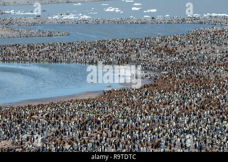 South Georgia, St. Andrews Bay. Detail der größte König Pinguin Kolonie in South Georgia mit flauschigen braunen Küken. Stockfoto