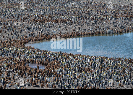 South Georgia, St. Andrews Bay. Detail der größte König Pinguin Kolonie in South Georgia mit flauschigen braunen Küken. Stockfoto