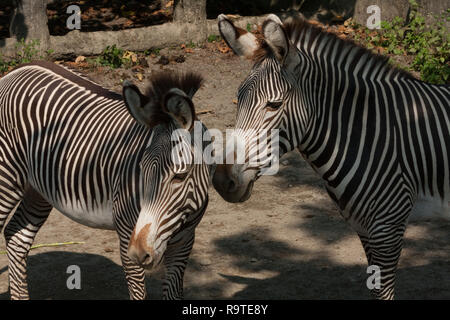 Die Grevy Zebra (Equus grevyi), aka imperial Zebra, Erwachsene und junge Zebra, Taipei Zoo alias Muzha Zoo, Taipeh, Taiwan Stockfoto