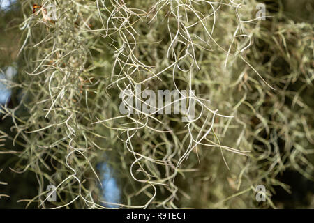 Spanisch Moss (Tillandsia usneoides) closeup - Pine Island Ridge Natural Area, Davie, Florida, USA Stockfoto