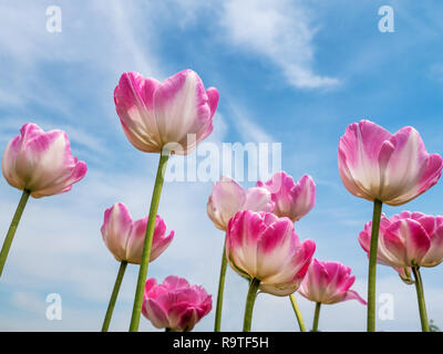 Bündel von roten und weißen Tulpen Schuß über blauen Himmel Stockfoto