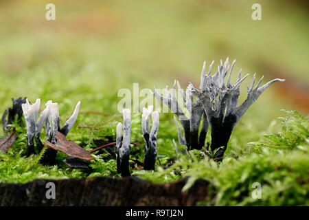 Xylaria hypoxylon, wie den Leuchter Pilz bekannt, die candlesnuff Pilz, carbon Geweihe und des Stag horn Pilz Stockfoto