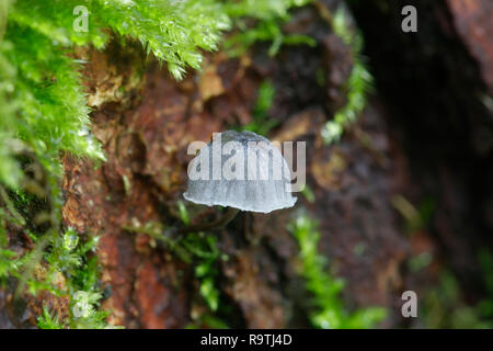 Fairy Helm Pilz, Mycena pseudocorticola Motorhaube Stockfoto