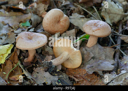 Lactarius quietus, allgemein bekannt als die Eiche, milkcap oakbug milkcap oder südlichen milkcap Stockfoto