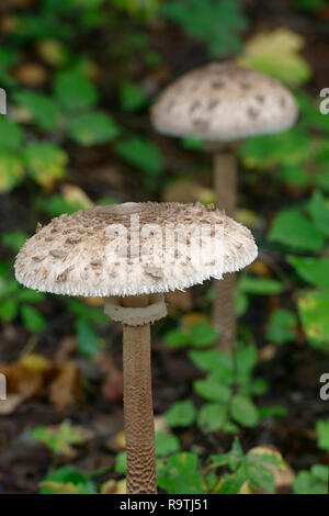 Sonnenschirm Pilz, Macrolepiota procera oder Lepiota Procera Stockfoto