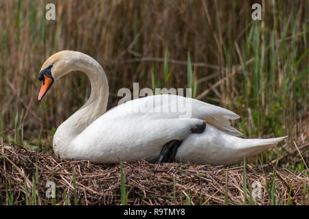 Höckerschwan sitzen auf seinem Nest Stockfoto