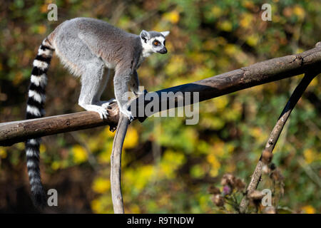 Lemur catta auf dem Baum. Die Ring-tailed Lemur (Lemur catta) ist eine große strepsirrhine Primate und die am meisten anerkannte Lemur aufgrund seiner langen, schwarzen und Stockfoto