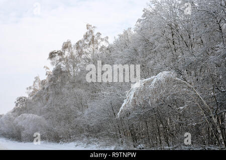 Verbogene Birke in einem verschneiten Wald im Winter Stockfoto