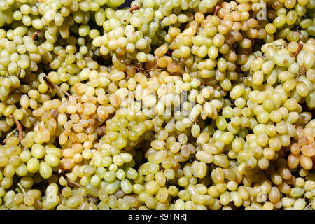Weintraube Stockfoto