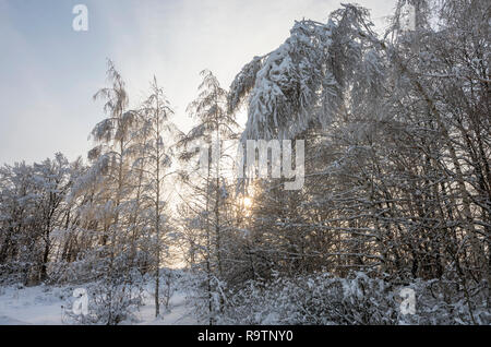 Verbogene Birke in einem verschneiten Wald im Winter Stockfoto