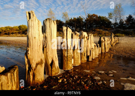 Herbst Landschaft der Ostseeküste, alte hölzerne Wellenbrecher an einem Sandstrand in Kolberg, Polen. Stockfoto