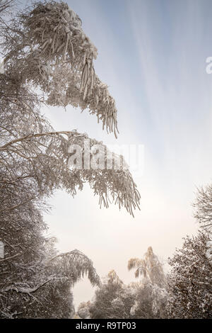 Verbogene Birke in einem verschneiten Wald im Winter Stockfoto