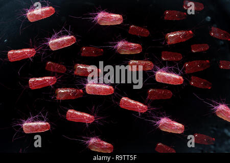 Auch als Ecoli Escherichia coli Bakterien Gesundheit Wissenschaft Konzept bekannt Stockfoto